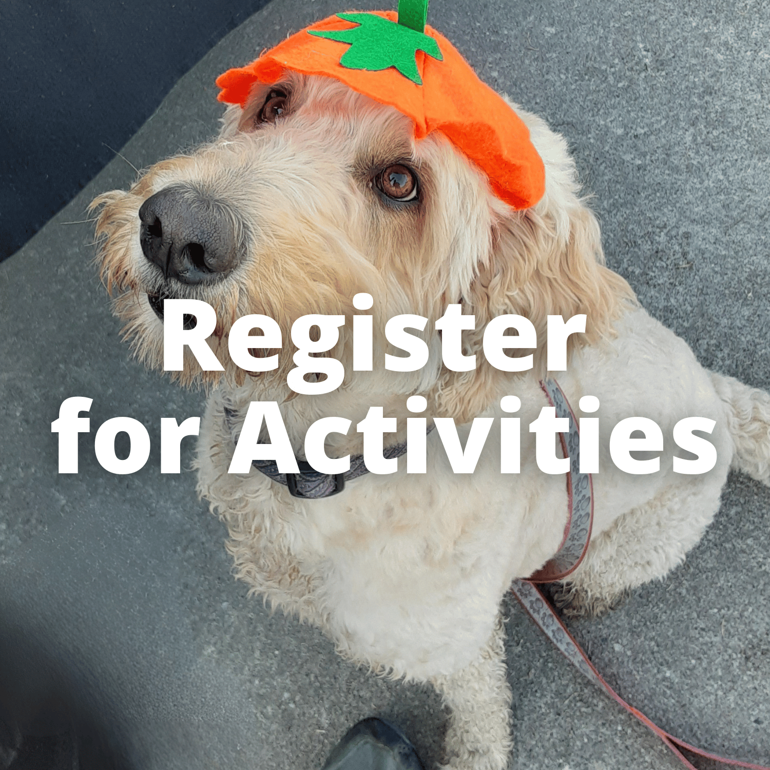 Register for Activities