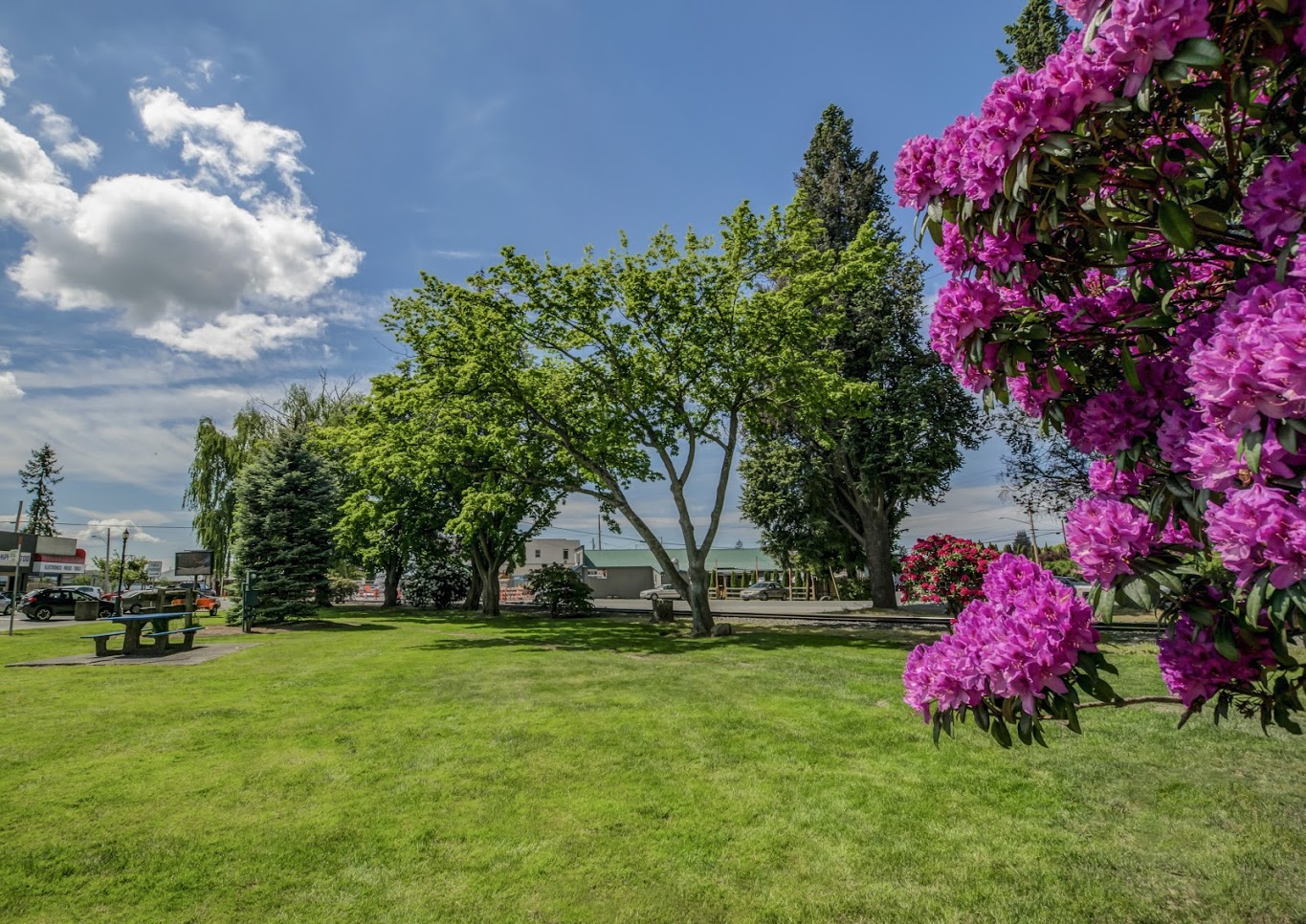 1 alpha park - rhodies - Pro Photo by Rita Martin